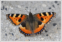 kleiner_fuchs_2010_preview