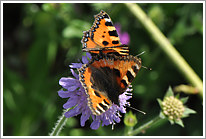 kleiner_fuchs_2011_1_preview