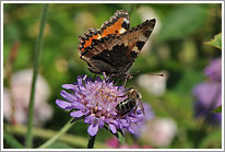 kleiner_fuchs_2011_2_preview