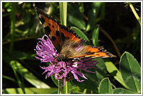 kleiner_fuchs_2011_3_preview