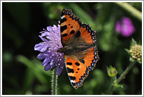 kleiner_fuchs_2011_preview