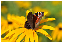tagpfauenauge_2010_1_preview