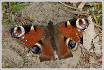 tagpfauenauge_2011_1_preview