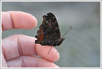 tagpfauenauge_2011_5_preview