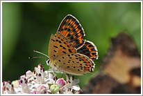 brauner_feuerfalter_2011_12_preview