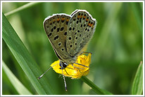 brauner_feuerfalter_2011_4_preview