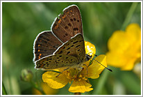 brauner_feuerfalter_2011_5_preview