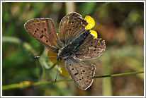 brauner_feuerfalter_2011_6_preview