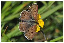 brauner_feuerfalter_2011_7_preview