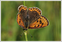 brauner_feuerfalter_2011_8_preview