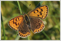 brauner_feuerfalter_2011_9_preview