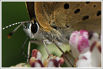 brauner_feuerfalter_2011_makro_preview