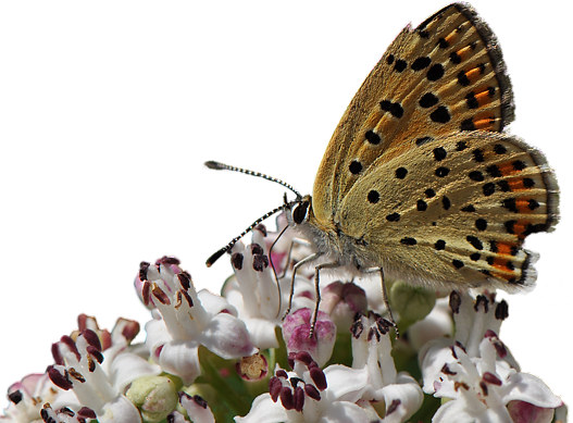 brauner_feuerfalter_3