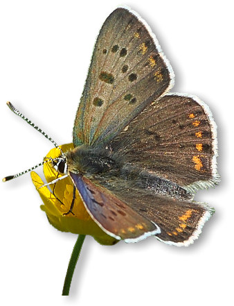 brauner_feuerfalter_m