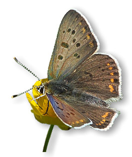 brauner_feuerfalter_2