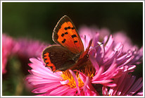 kleiner_feuerfalter_2003_preview