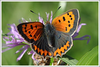 kleiner_feuerfalter_2010_1_preview