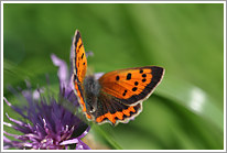 kleiner_feuerfalter_2010_2_preview