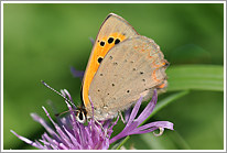 kleiner_feuerfalter_2010_3_preview