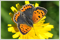 kleiner_feuerfalter_2010_4_preview