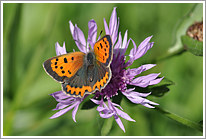 kleiner_feuerfalter_2010_preview