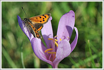 kleiner_feuerfalter_2013_1_preview