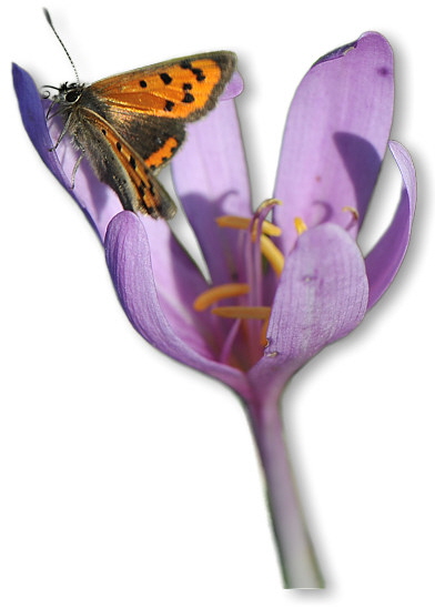 kleiner_feuerfalter_3