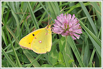 postillon_2012_1_preview