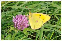 postillon_2012_2_preview