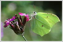 zitronenfalter_2002_preview