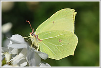 zitronenfalter_2010_1_preview