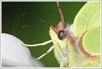 zitronenfalter_2010_2_makro_preview