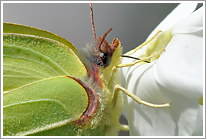 zitronenfalter_2010_3_makro_preview