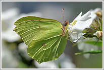 zitronenfalter_2010_3_preview