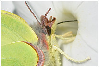 zitronenfalter_2010_makro_preview