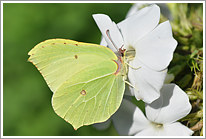 zitronenfalter_2010_preview