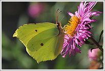 zitronenfalter_2013_preview