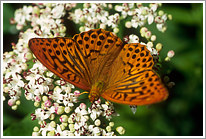 kaisermantel_2006_1_preview