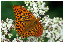 kaisermantel_2006_2_preview