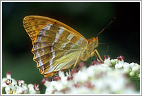 kaisermantel_2006_3_preview