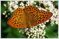 kaisermantel_2006_preview