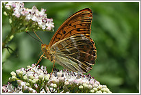 kaisermantel_2011_1_preview