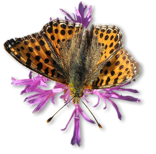 kleiner_perlmutterfalter_2