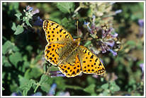 kleiner_perlmutterfalter_2007_preview