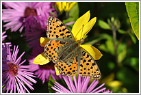 kleiner_perlmutterfalter_2010_1_preview