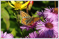 kleiner_perlmutterfalter_2010_2_preview