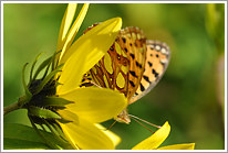 kleiner_perlmutterfalter_2010_3_preview