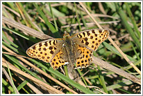 kleiner_perlmutterfalter_2010_4_preview