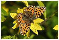 kleiner_perlmutterfalter_2010_preview