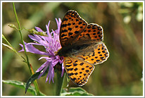 kleiner_perlmutterfalter_2011_1_preview